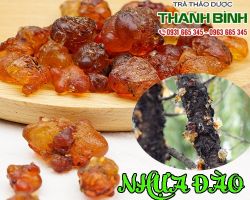 Nhựa đào (mủ đào) có tác dụng giảm mỡ máu vô cùng hiệu quả